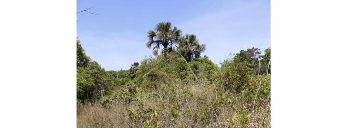 Código Florestal