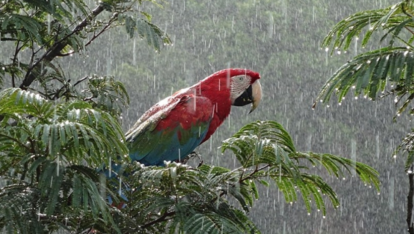 Biodiversidade é estratégica para o desenvolvimento do Brasil