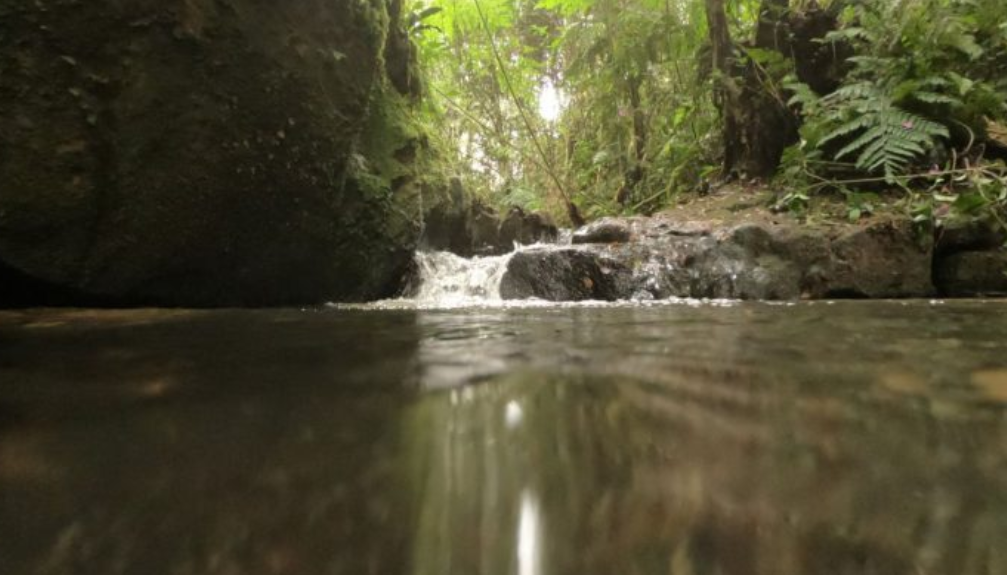 Lançamento do Plano para Preservação da Mata Atlântica de Suzano (SP)