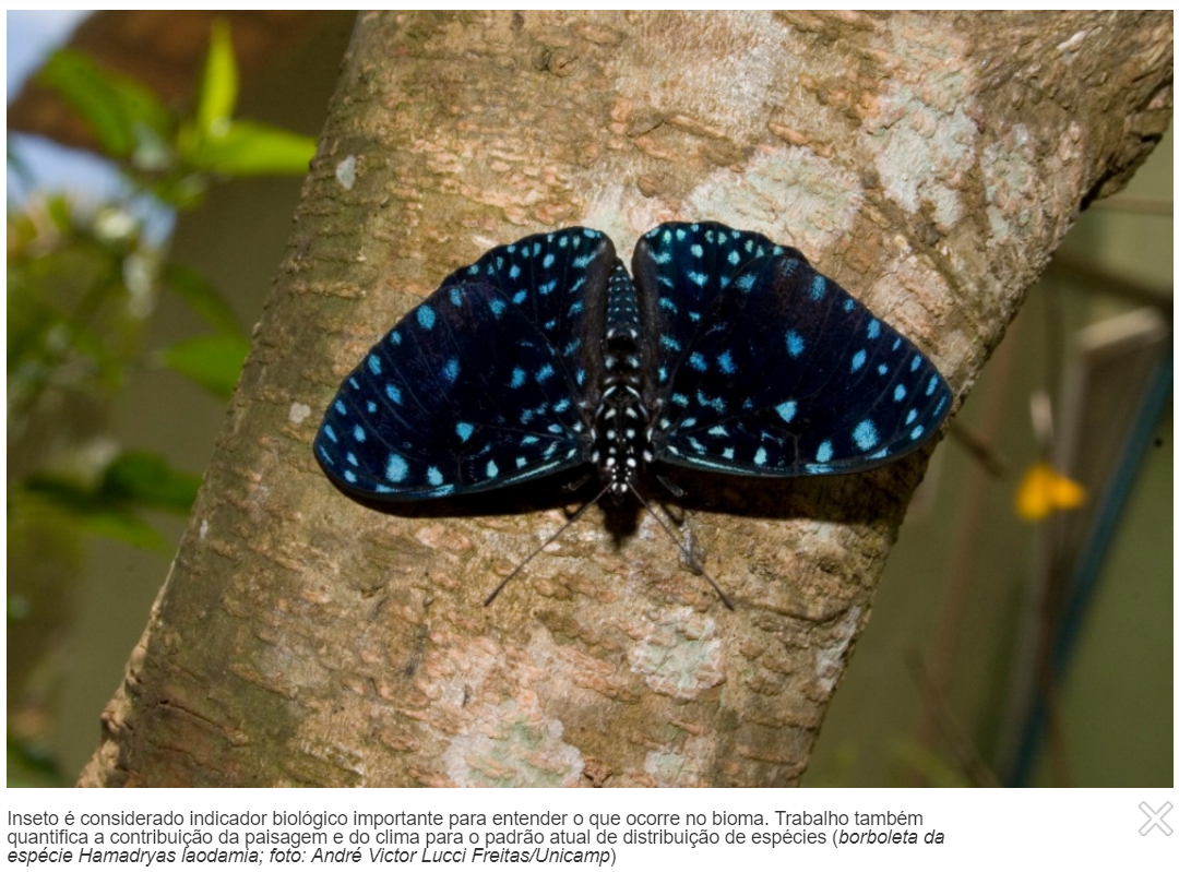 Mapeamento de borboletas na Mata Atlântica identifica áreas prioritárias para conservação