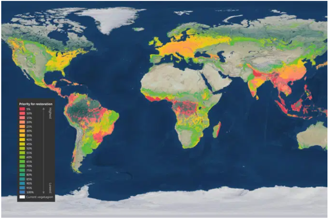 Restaurar 30% das áreas degradadas do planeta pode salvar 71% das espécies em extinção