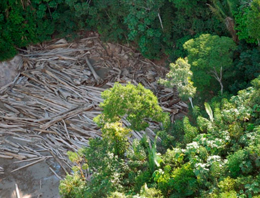 Soluções baseadas na natureza são essenciais para combater as mudanças climáticas e a perda de biodiversidade