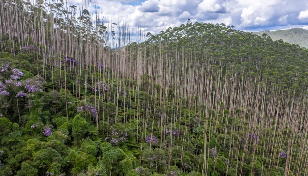 Floresta Tropical recupera 80% do estoque de carbono e da fertilidade do solo após 20 anos da regeneração