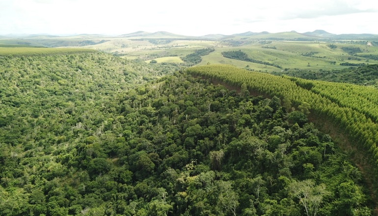 Dia da Árvore: Suzano avança em ações de restauração e conservação ambiental na Bahia, Espírito Santo e Minas Gerais